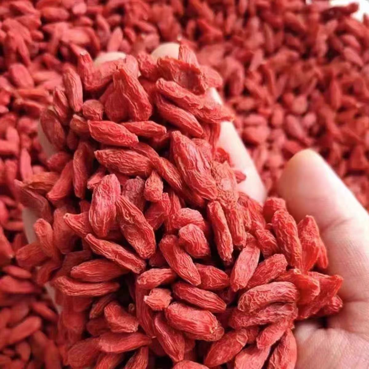 精选级枸杞宁夏头茬枸杞特级无硫磺大果免洗泡茶煲汤枸杞子干货