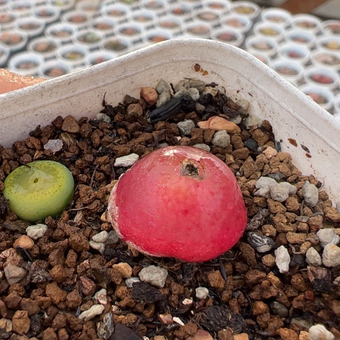 多肉植物百科136