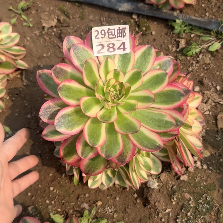 万白……多肉植物……