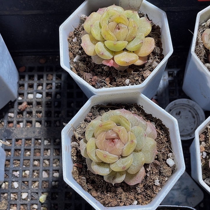 容景3.8带盆土发货