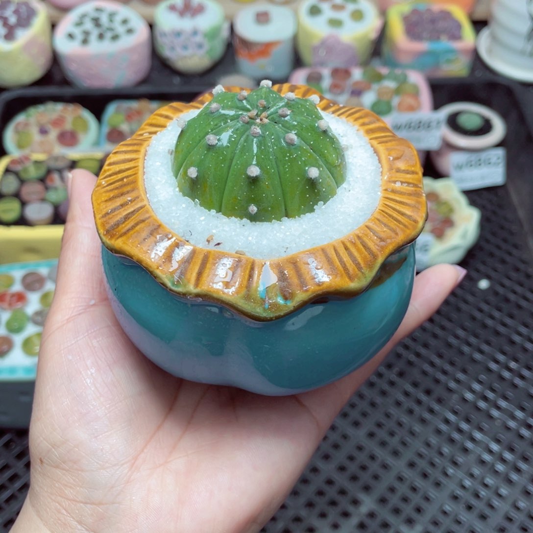 w6867 -零下地区拍保温箱-15支持寄养