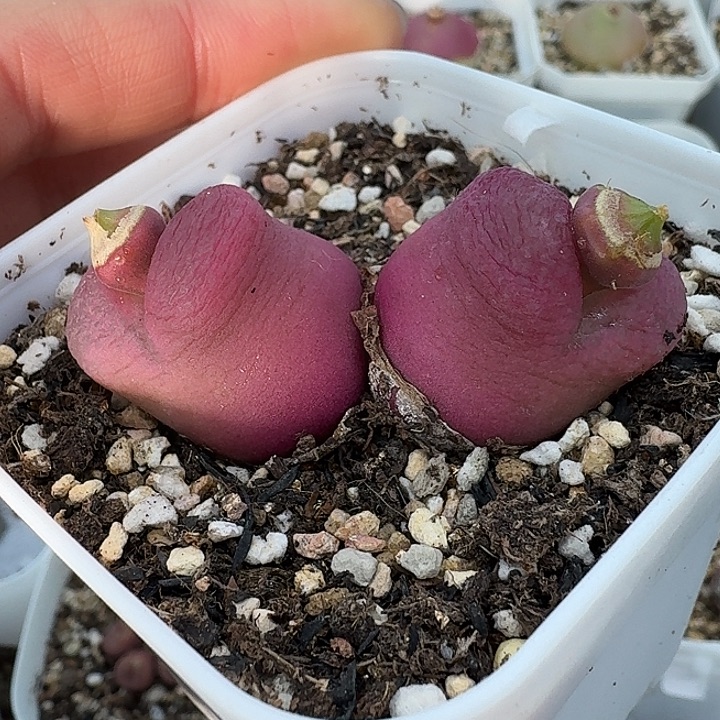 老马生石花双头毛2402