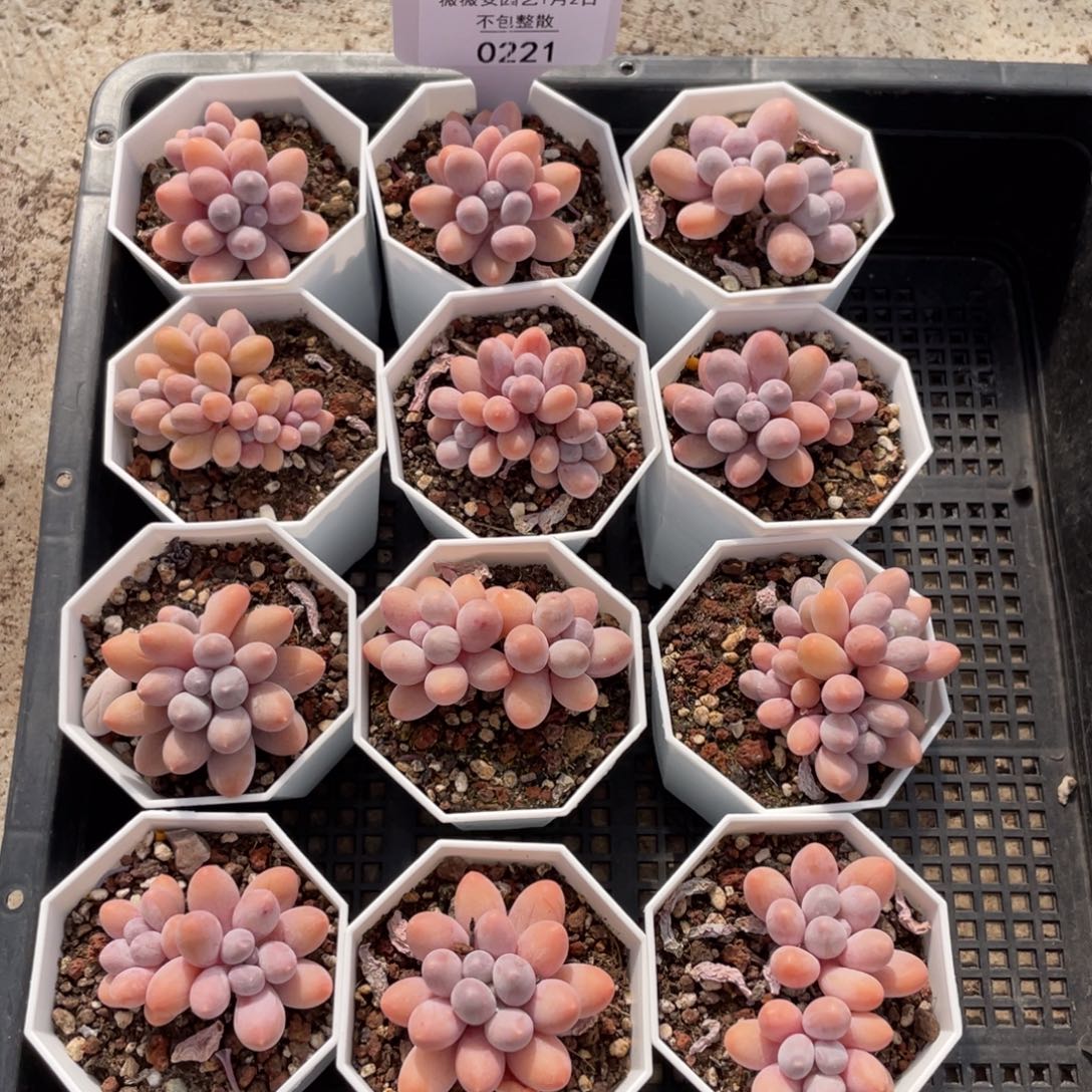 不包整散 盆子不售后0221