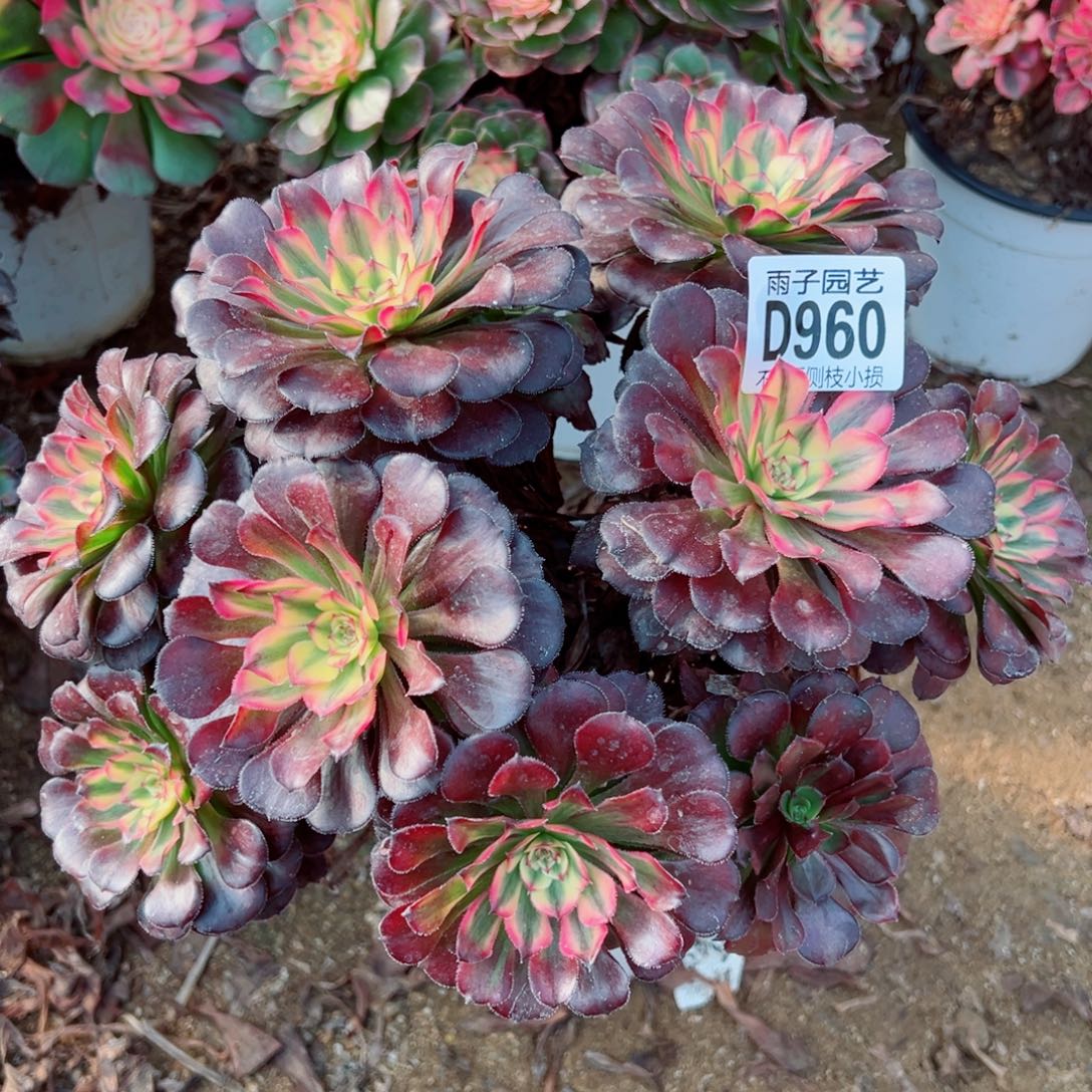 960月婵雨子多肉植物