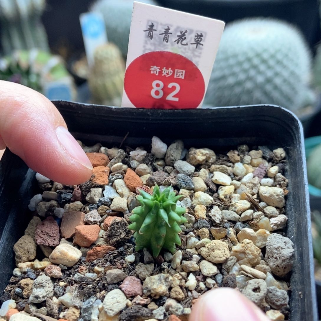 自根海胆大戟一颗