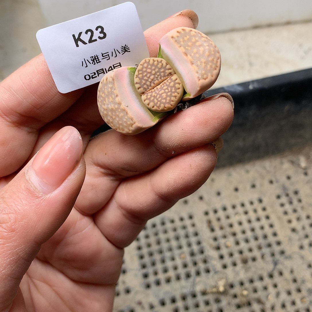 K23多肉植物保护