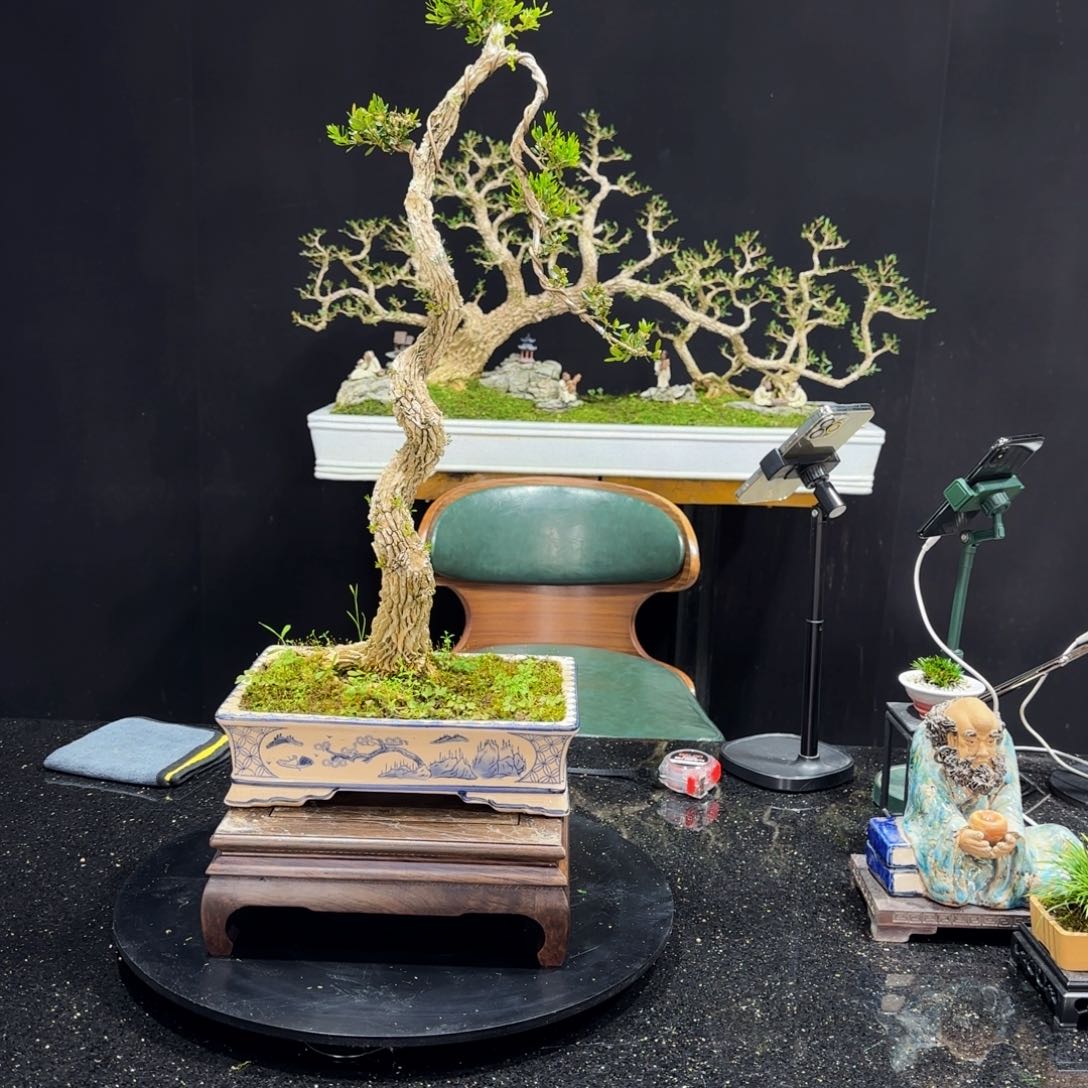 黄杨室内室外盆景艺术