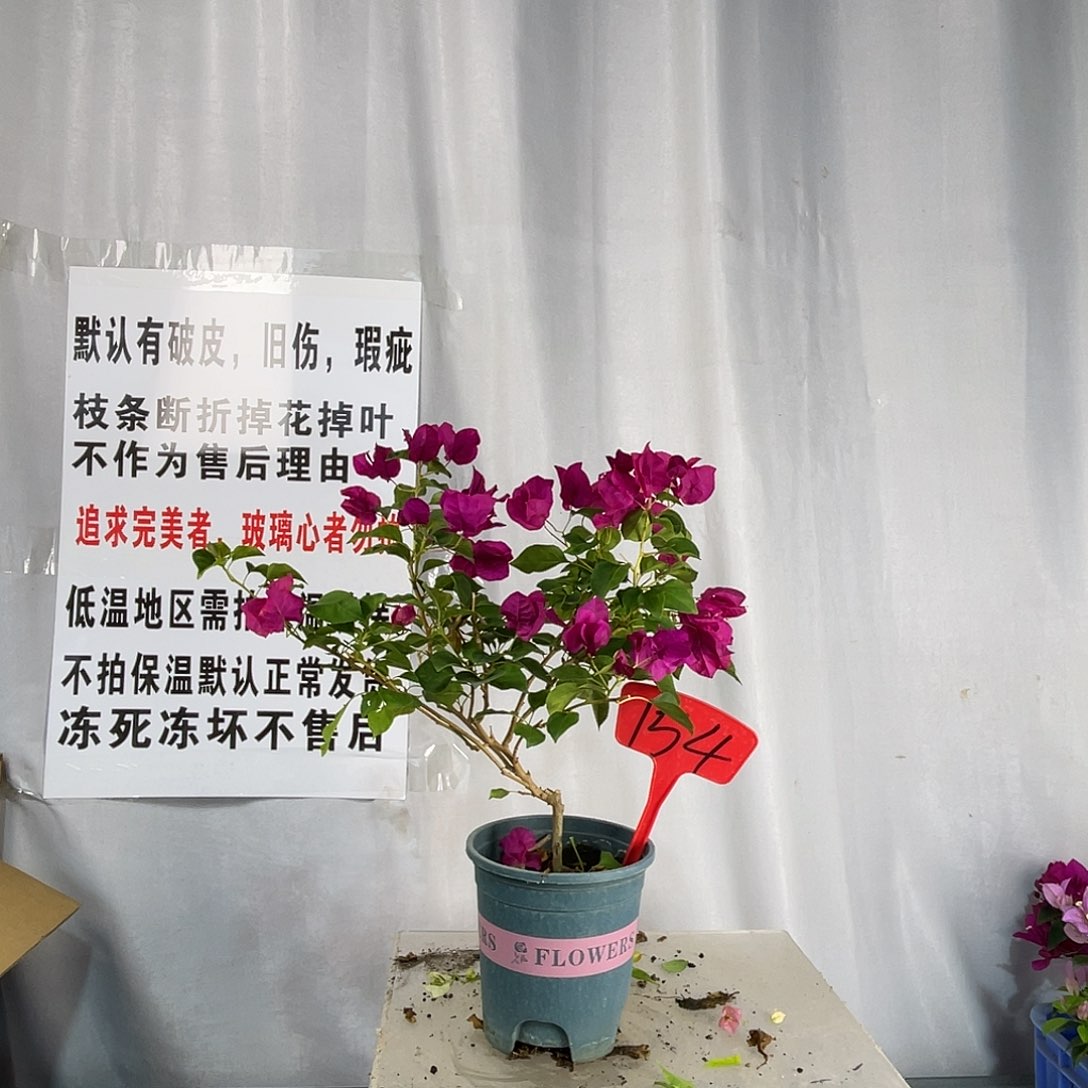 全部花苞154暗斑玫瑰红盆苗细杆