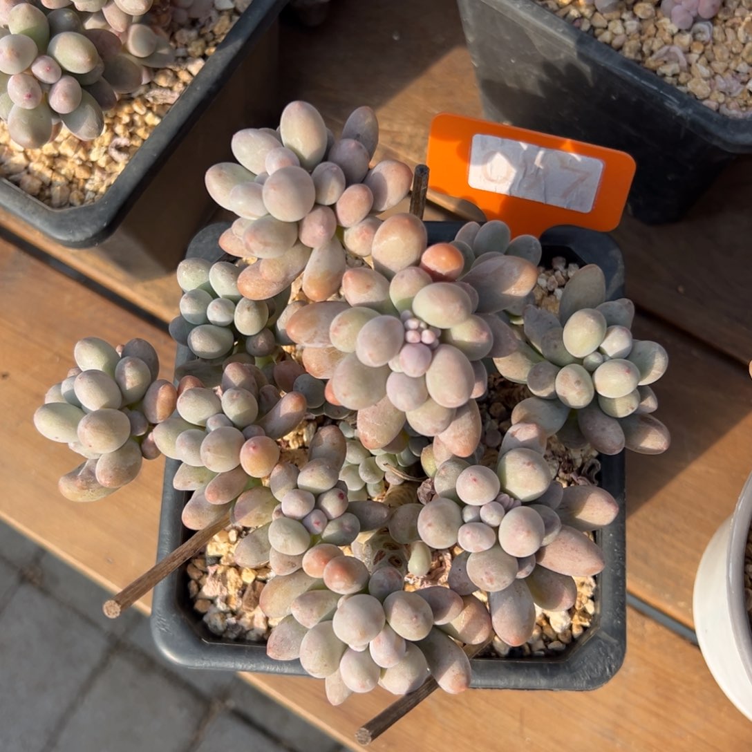 桃花奶微瑕1111111