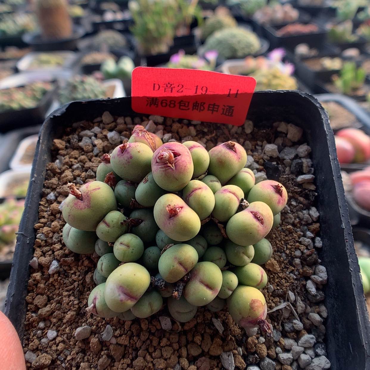 【闪购商品】2-19-11 小V嘴一群特 70