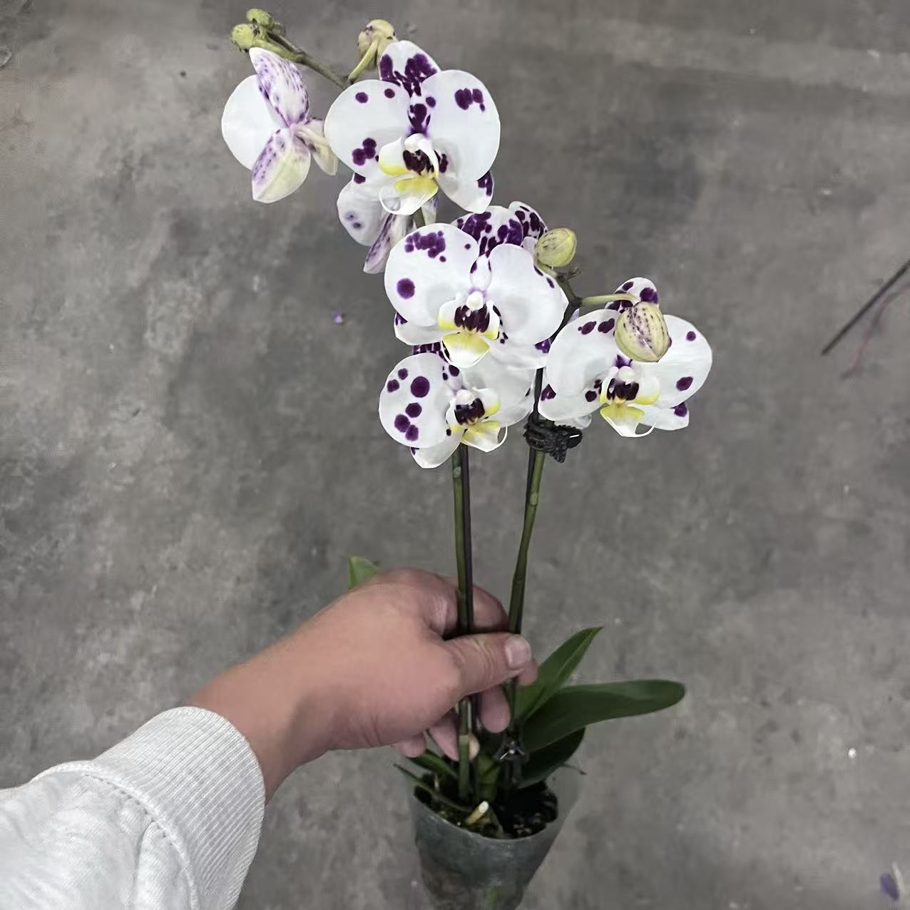 蝴蝶兰【海蓝之谜】单花剑 室内花花 懒人好养 广州基地直发