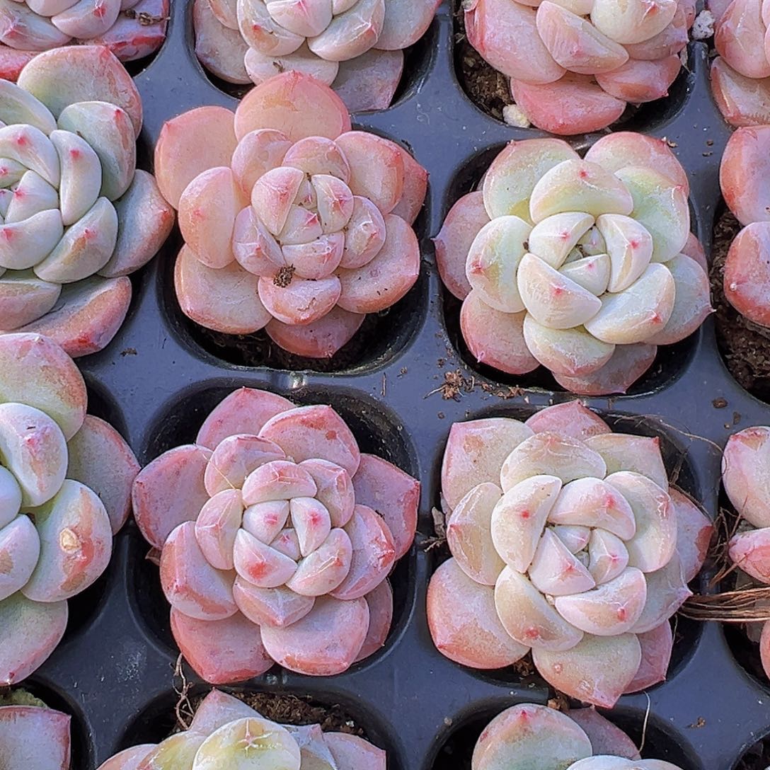 明月之心苗5颗19包邮