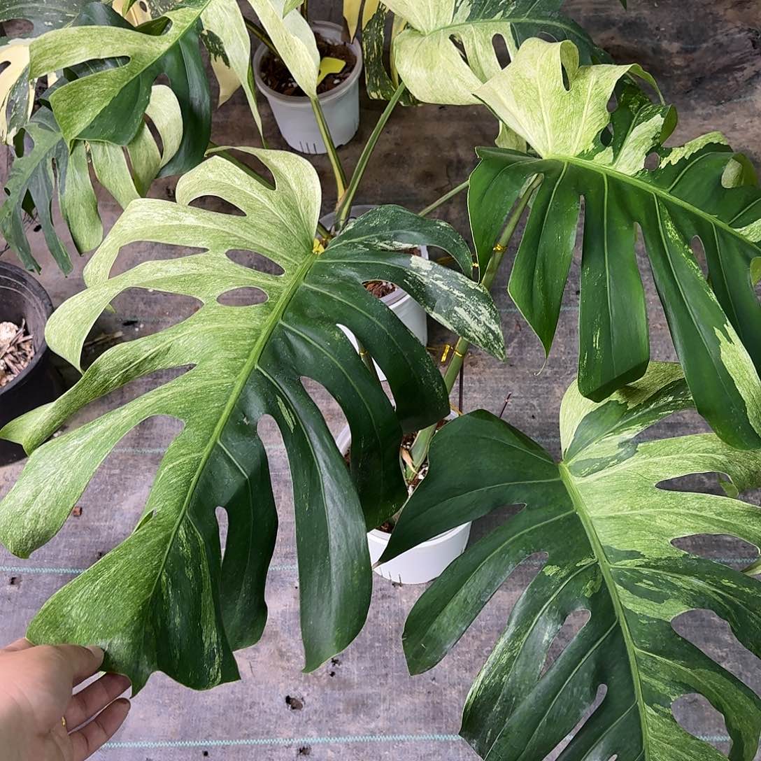 无花朵大泰国薄荷顶芽二选一