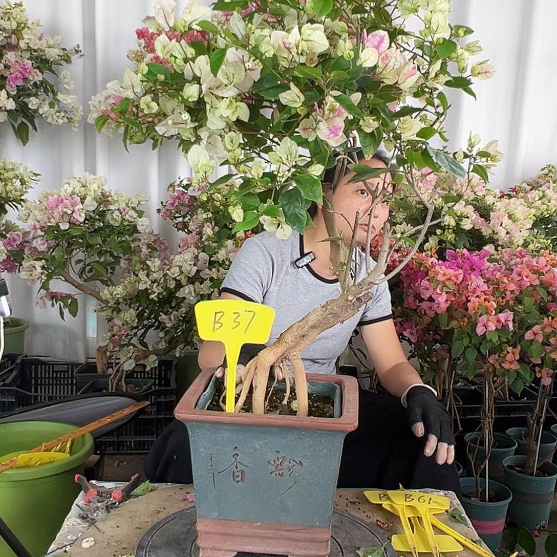 予***～大部分花苞少量开放B37章红英