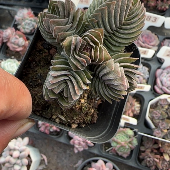 36方塔多肉植物多