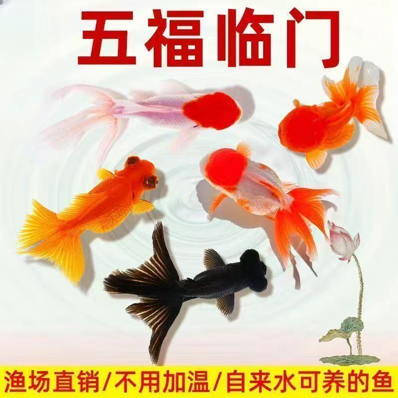 【大鱼福利】大尺寸国粹金鱼好养耐活冷水观赏鱼5条8-10厘米包邮