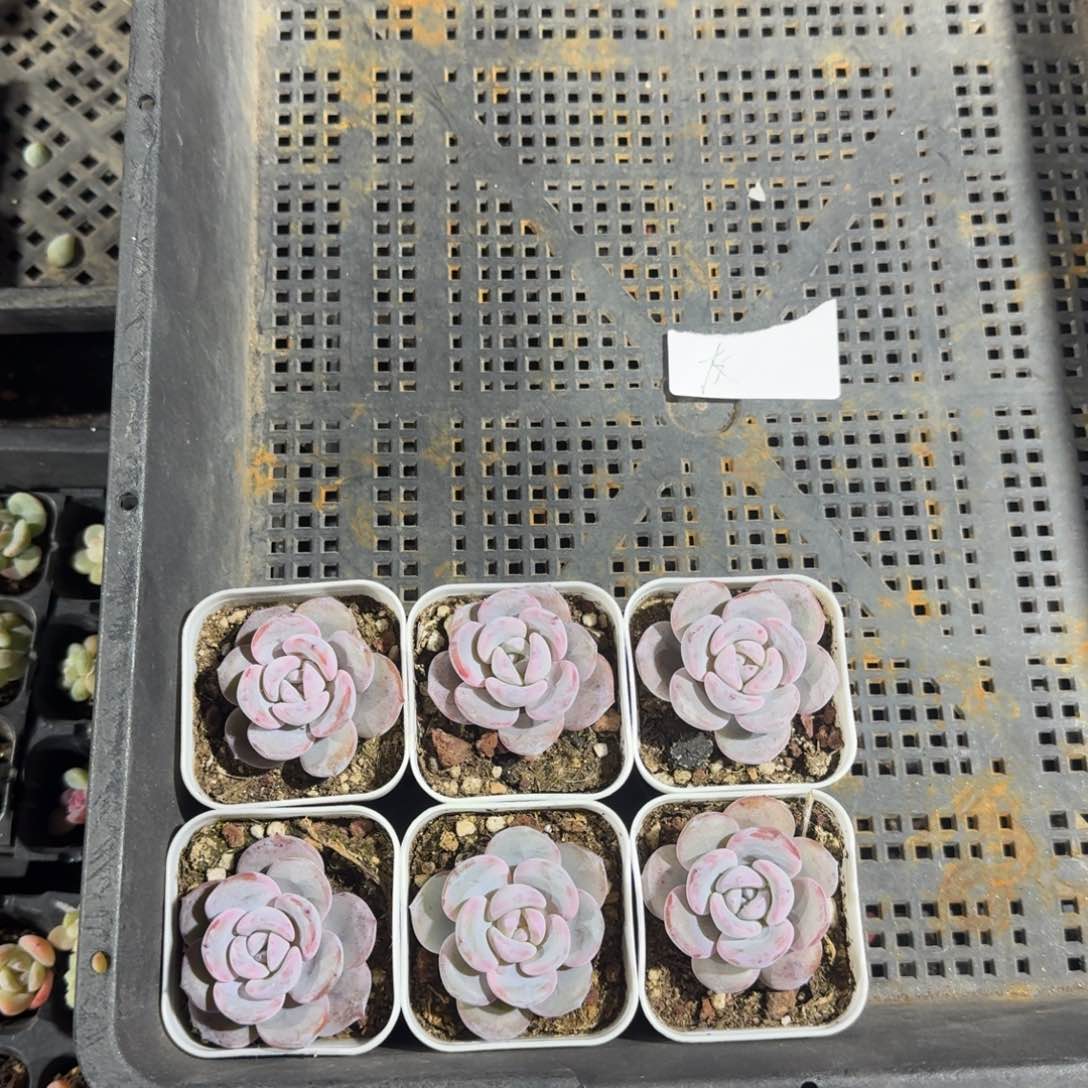 友一物一拍专拍链接