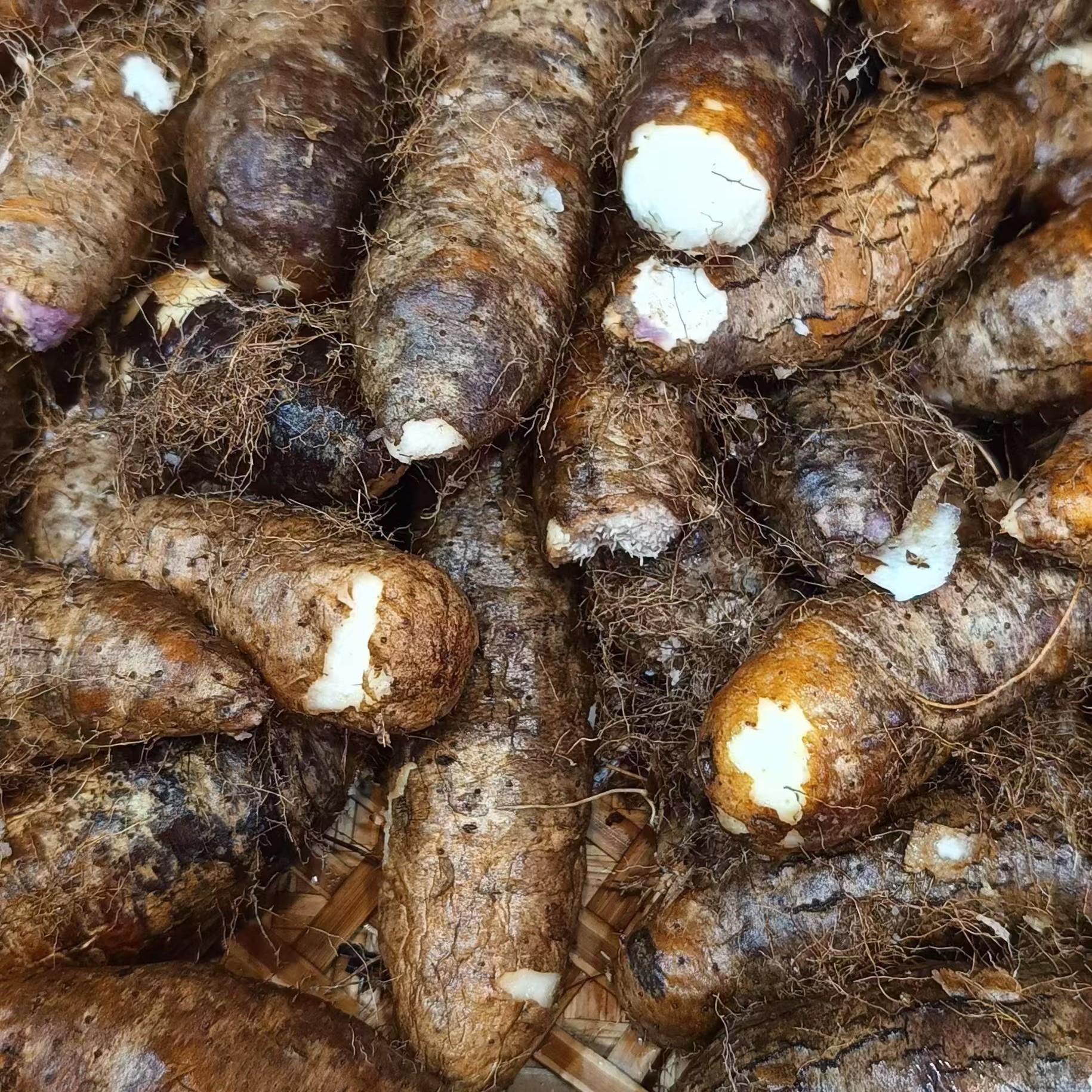 猪仔薯干毛薯干台山特产