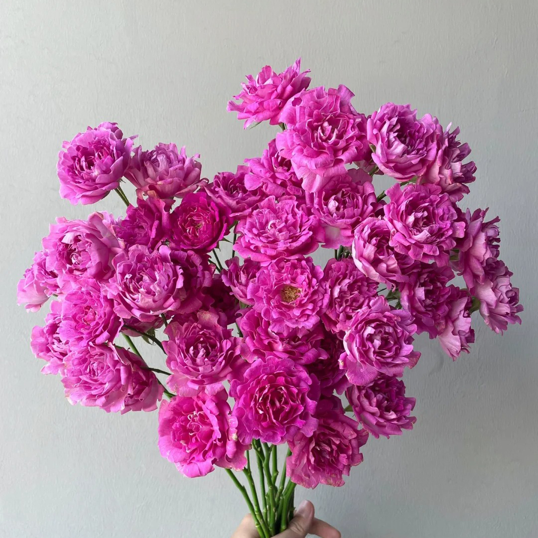 七叶花坊#多头玫瑰 【梅子海葵】鲜花优选