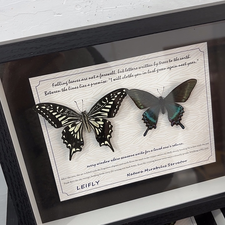 十寸新背景双蝶盲盒