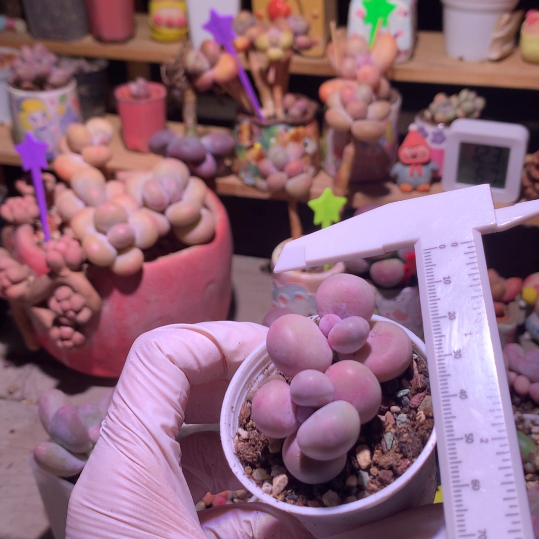 水光针奶酪多肉水光针