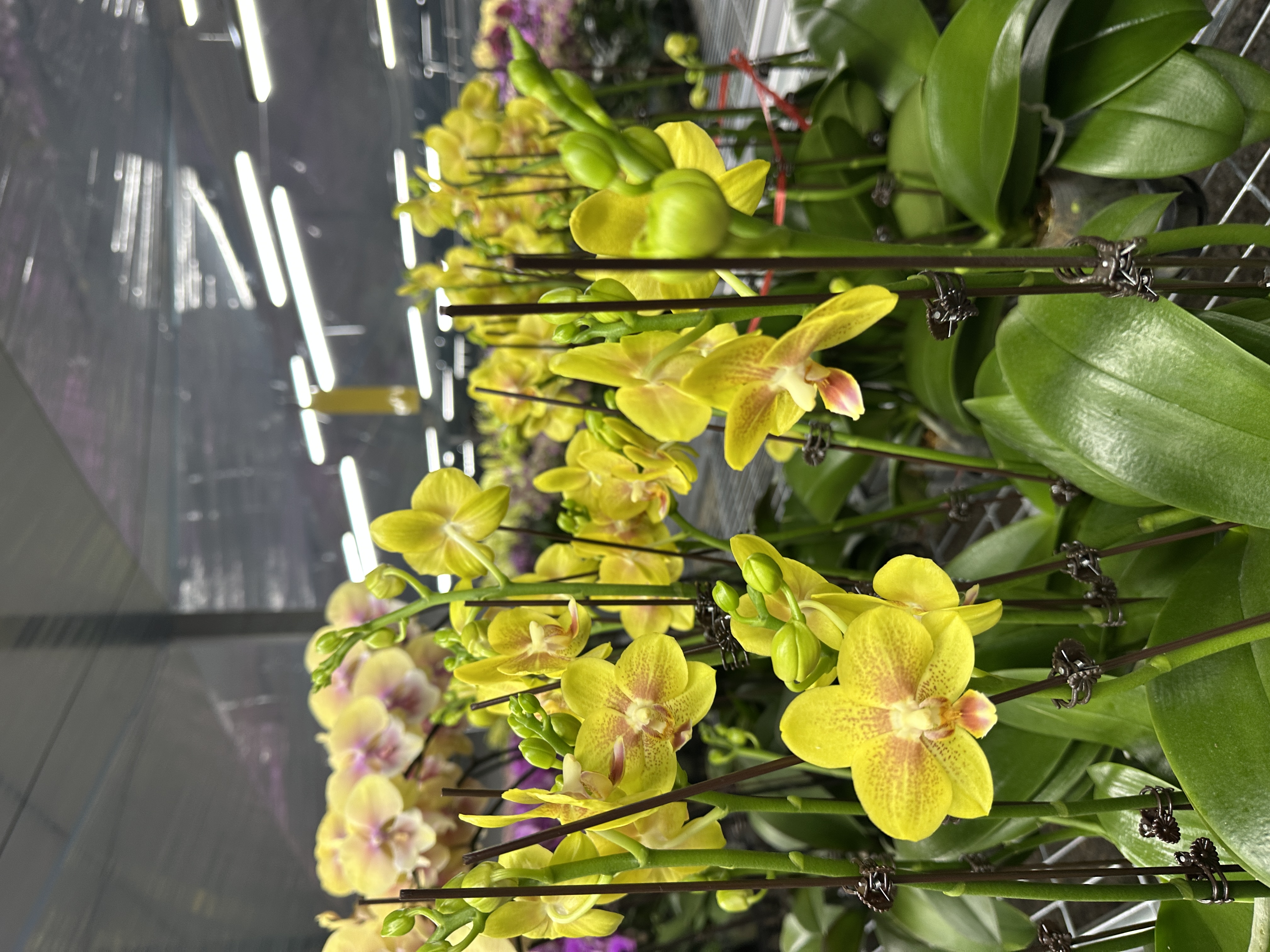 星云【3.0寸杯】高档蝴蝶兰鲜花盆栽