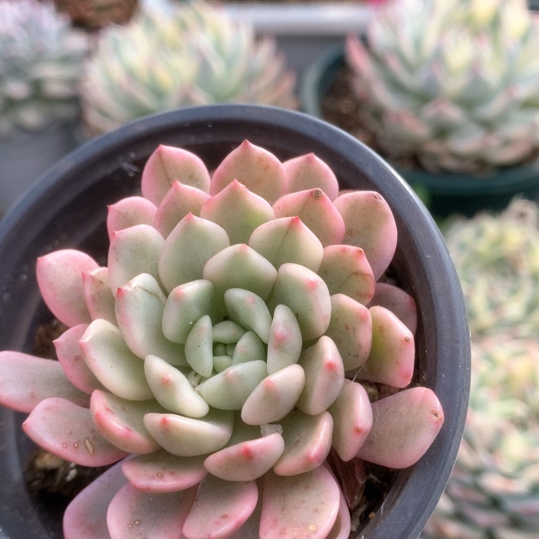 094红宝石锦锦锦锦锦