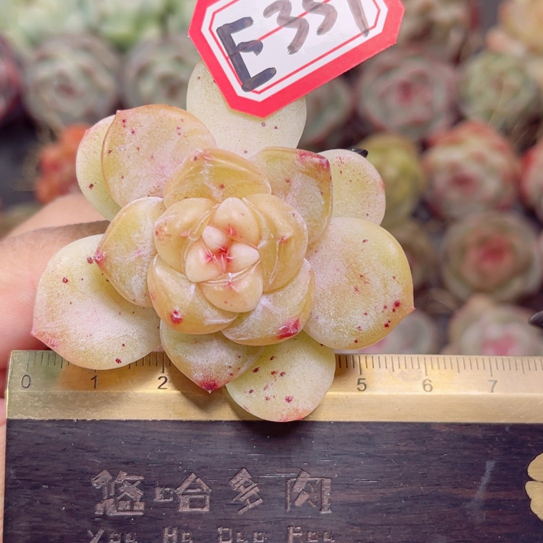 E35一物一拍 幻幻兔 珍妮