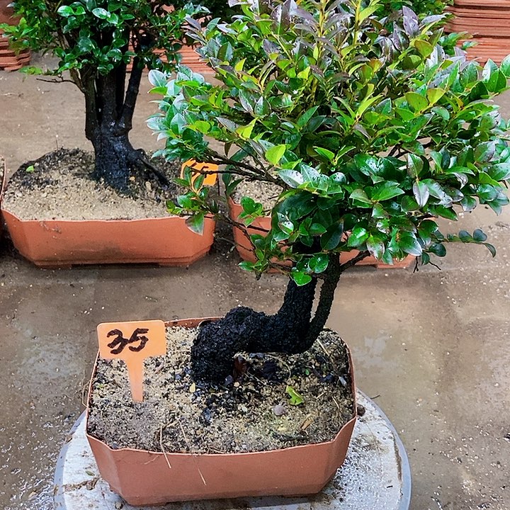 无花朵小叶紫檀景