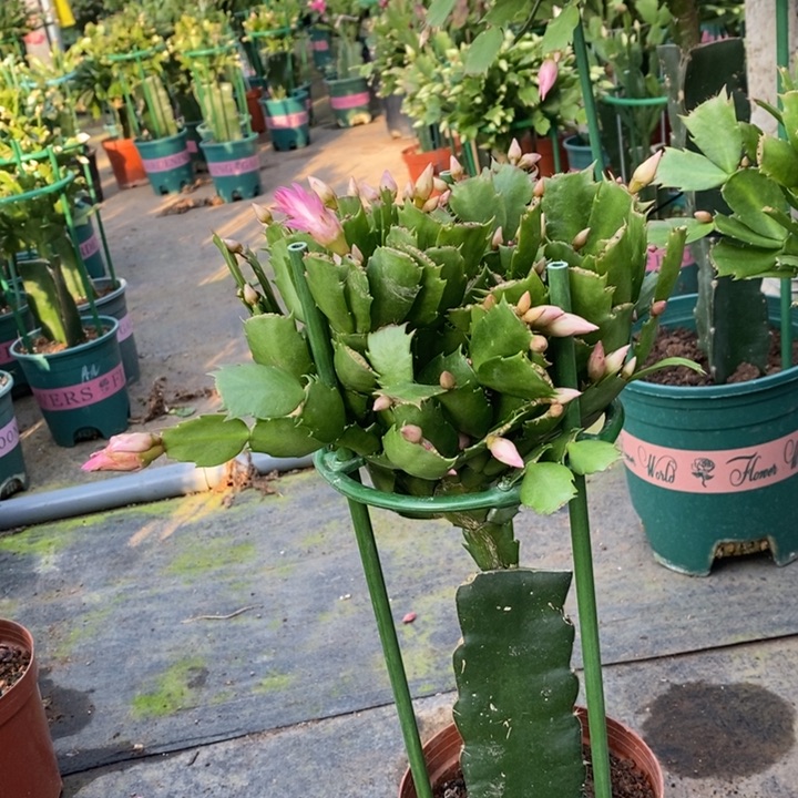 当前无花栽培后可以开花?****i998嫁接068