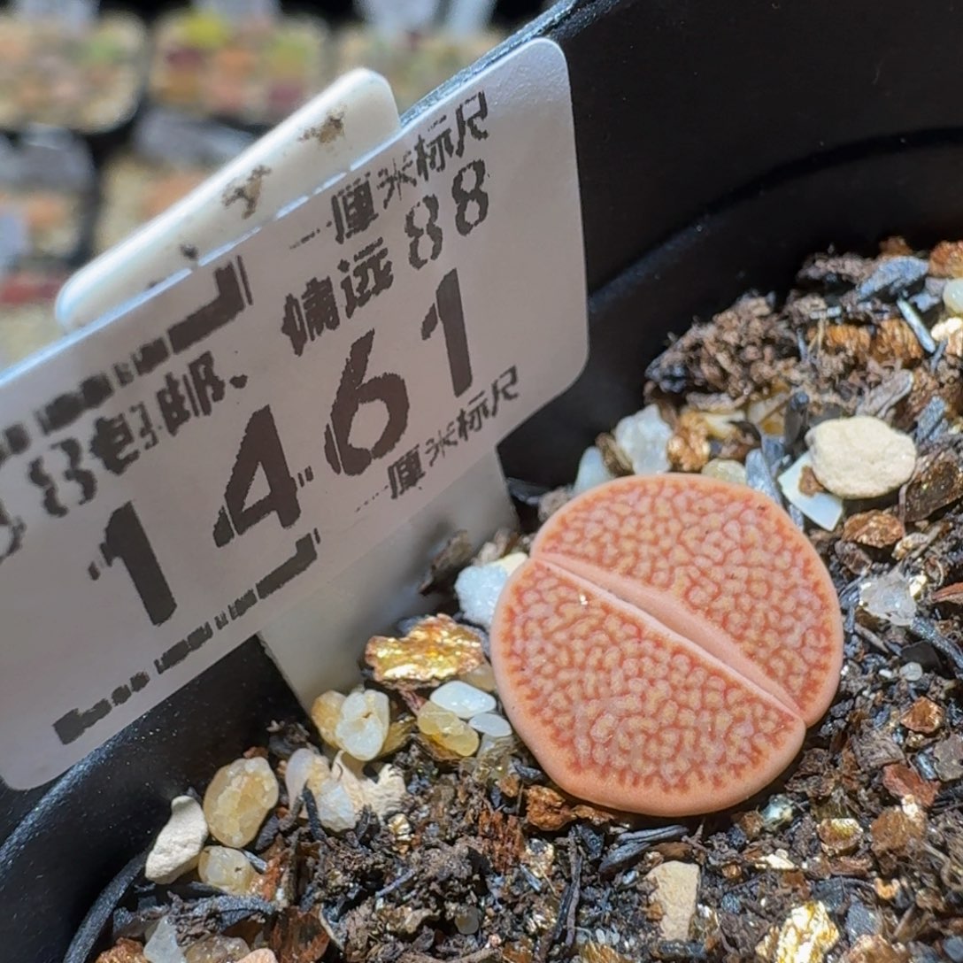 Ssss精品生石花1461粉巴里