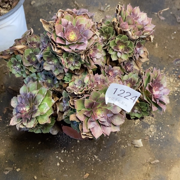 桃花石多肉断头不包1224