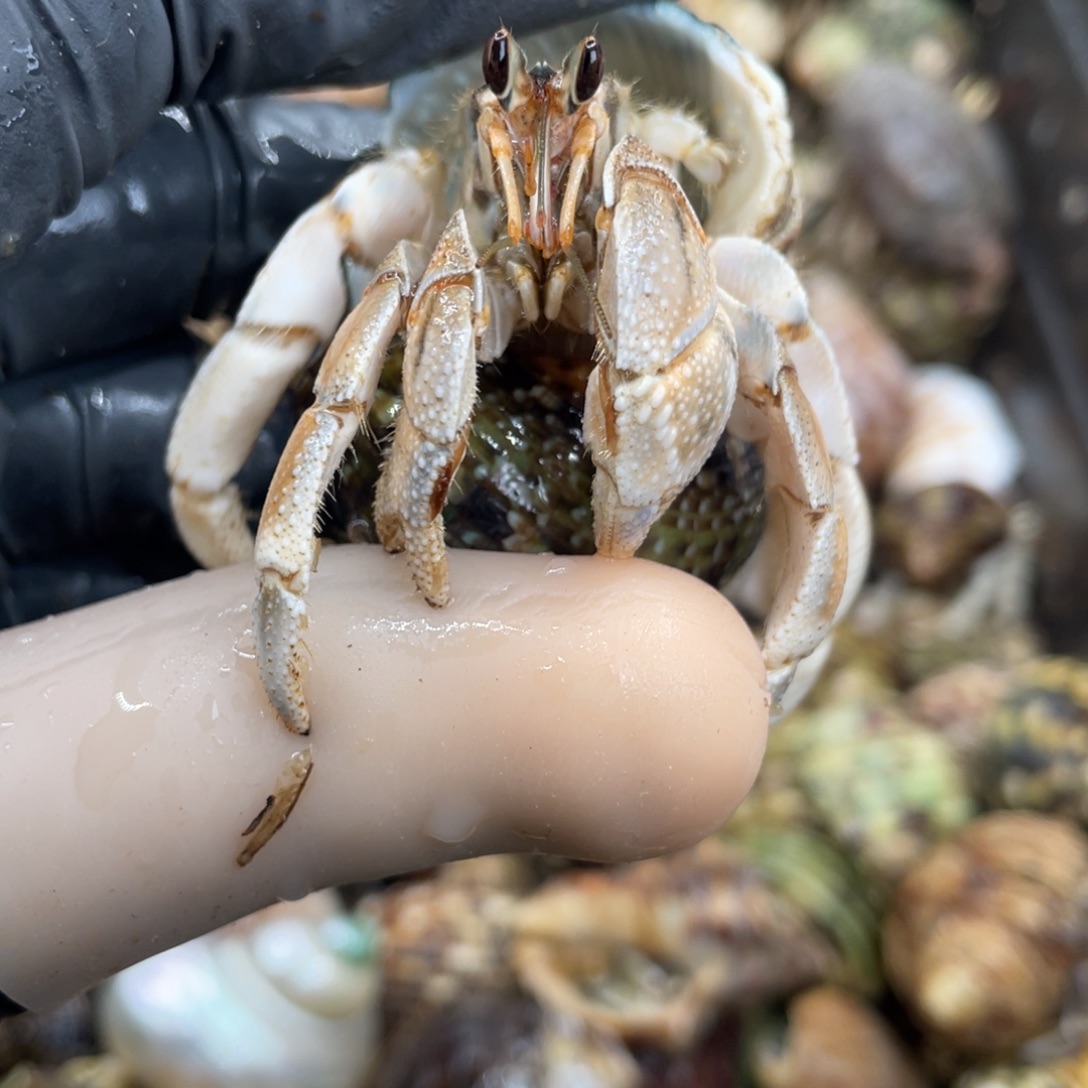 不退不换活体宠物61