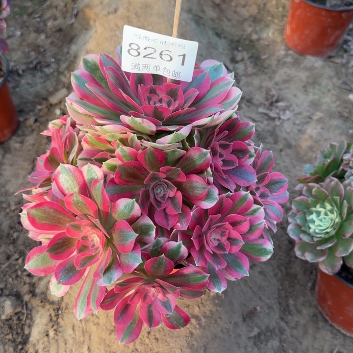 8261女巫多肉植物