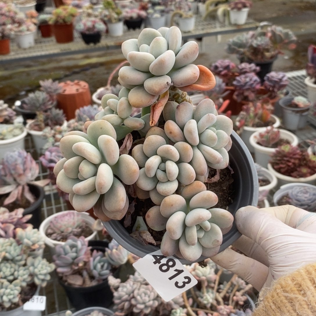 4813白鹭老桩一物一拍