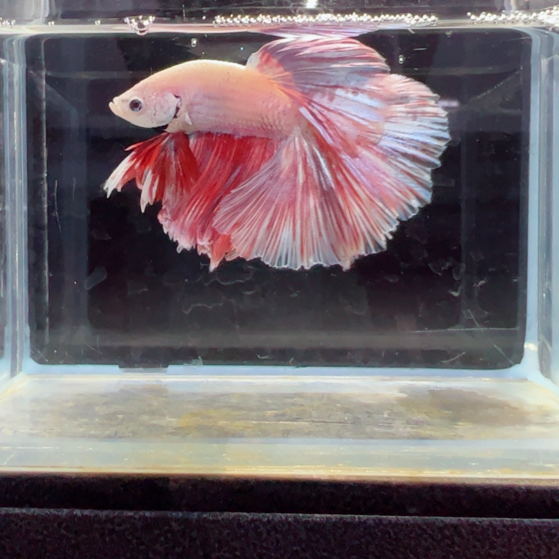 斗鱼浅色特殊尾hhhh