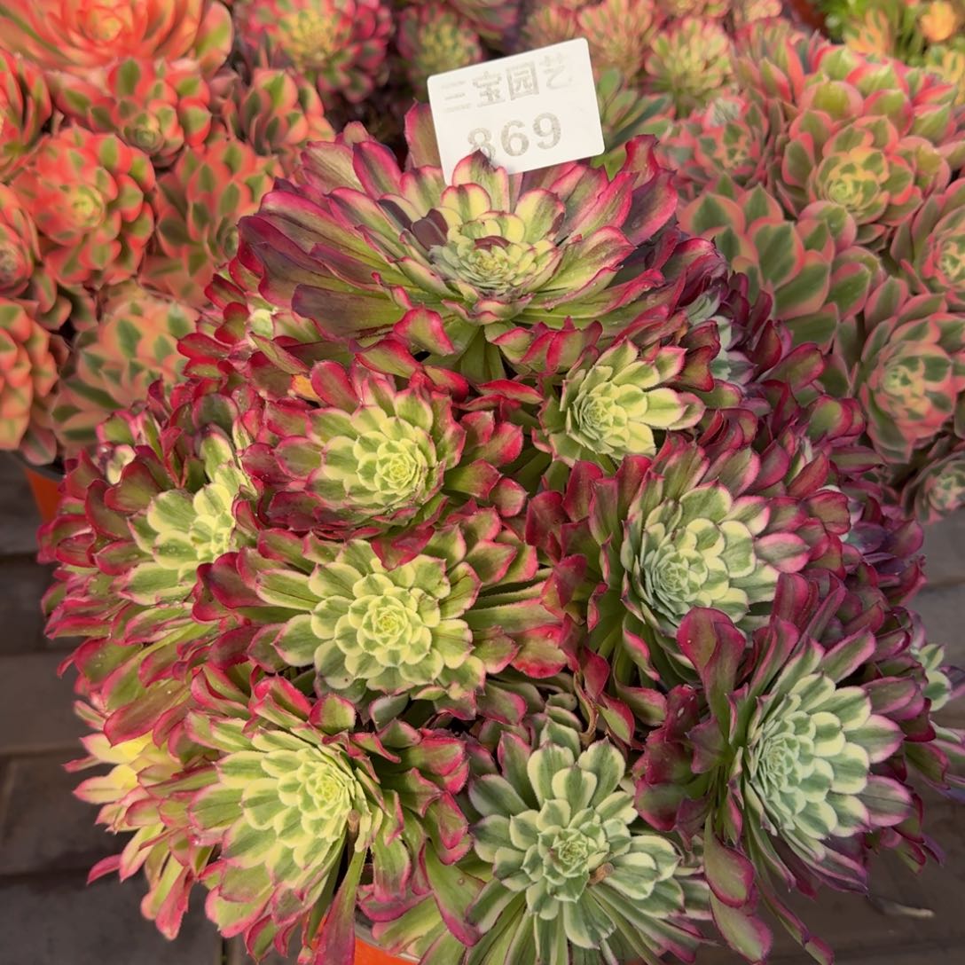 用****我多肉植物869水木年华