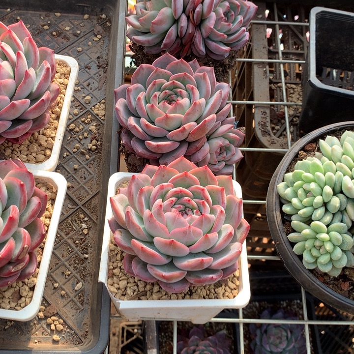 红鸾多肉植物12.88两单包邮