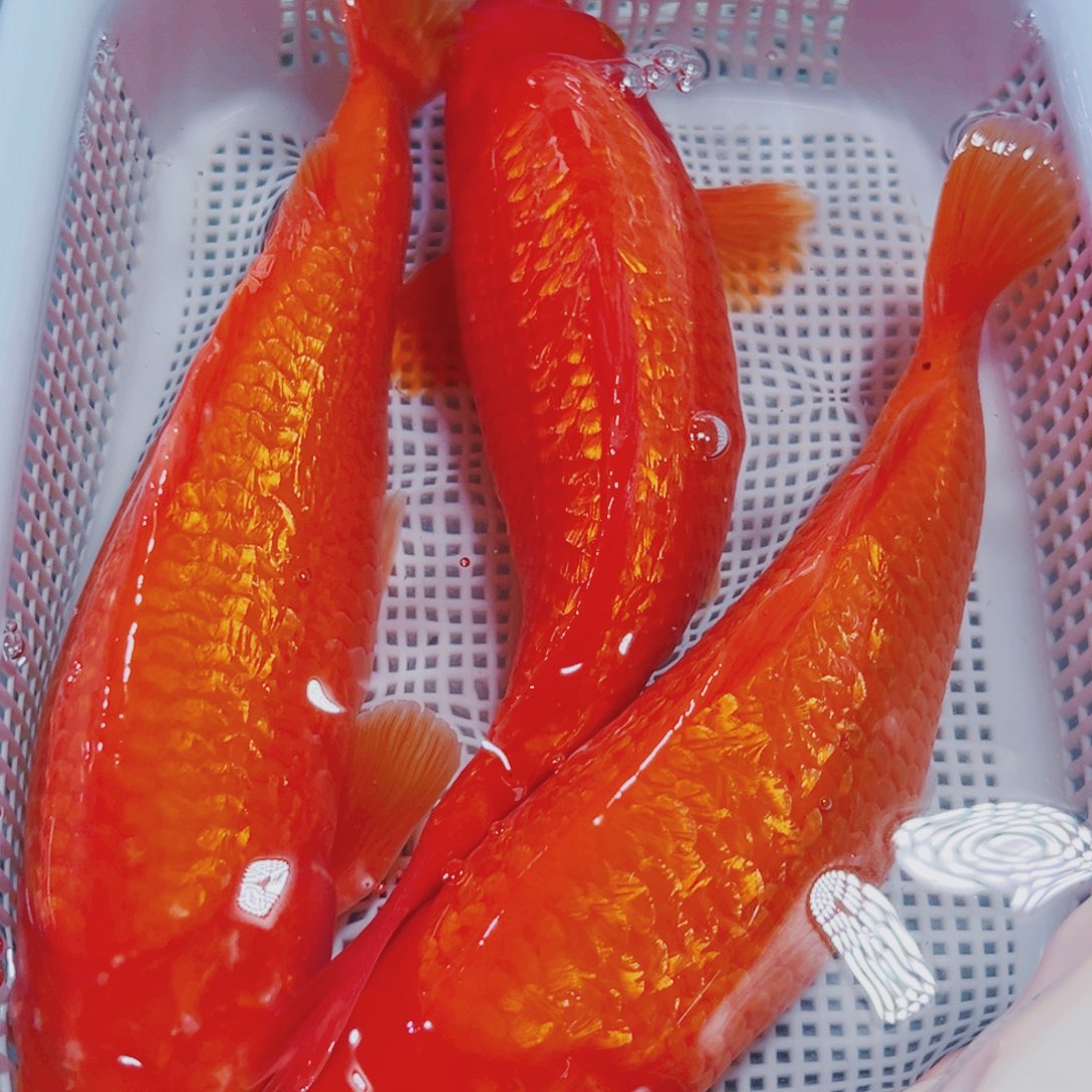 锦鲤21-23 3闪火观赏鱼冷水锦鲤