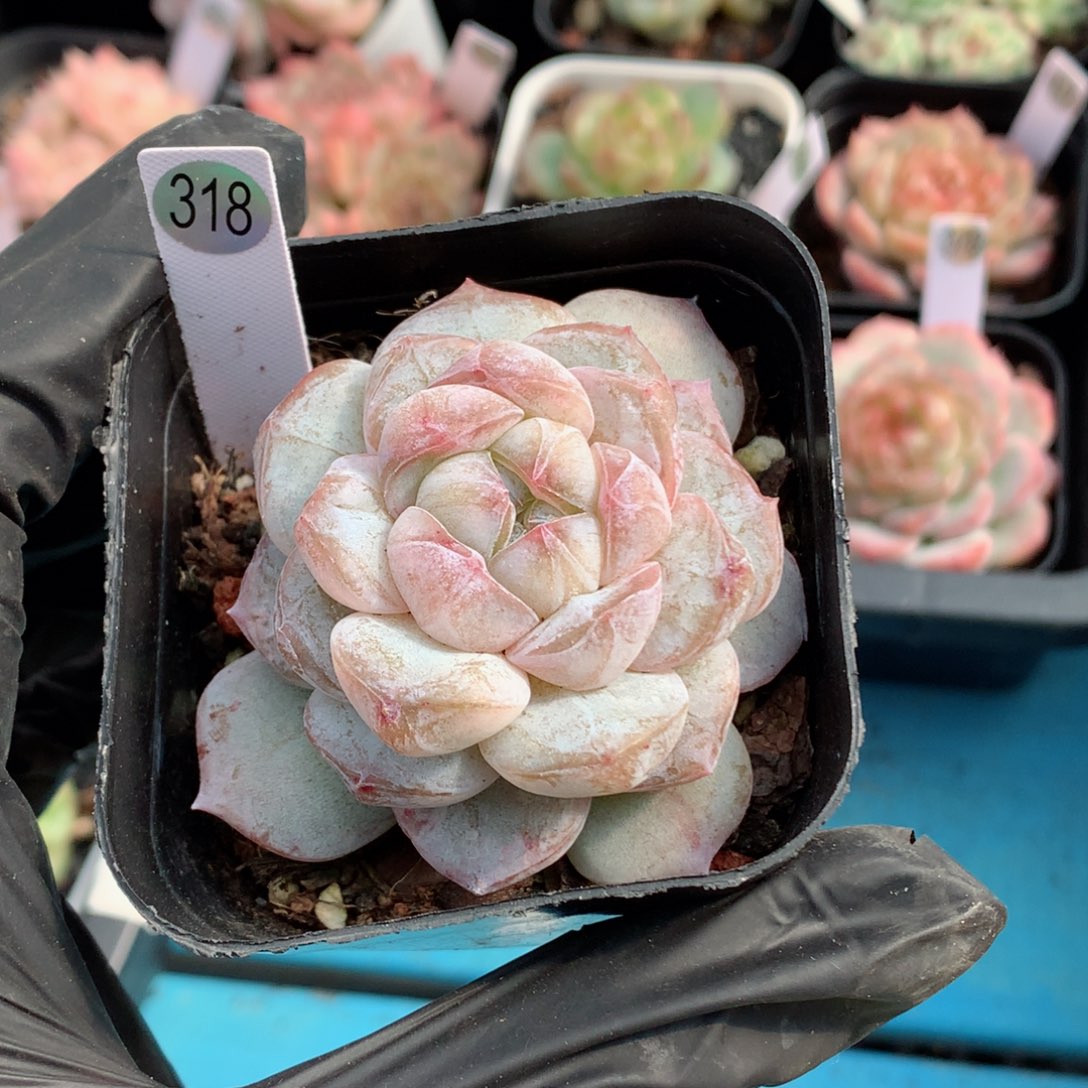 狠****狗58包邮  群生不包整寄养