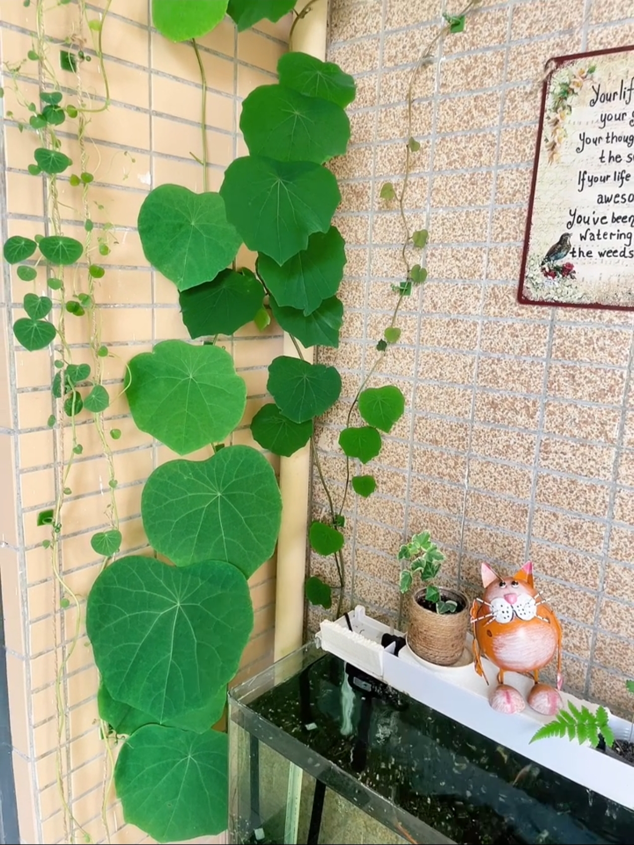 水培植物山乌龟爬藤观叶植物绿植盆栽绿植块根植物