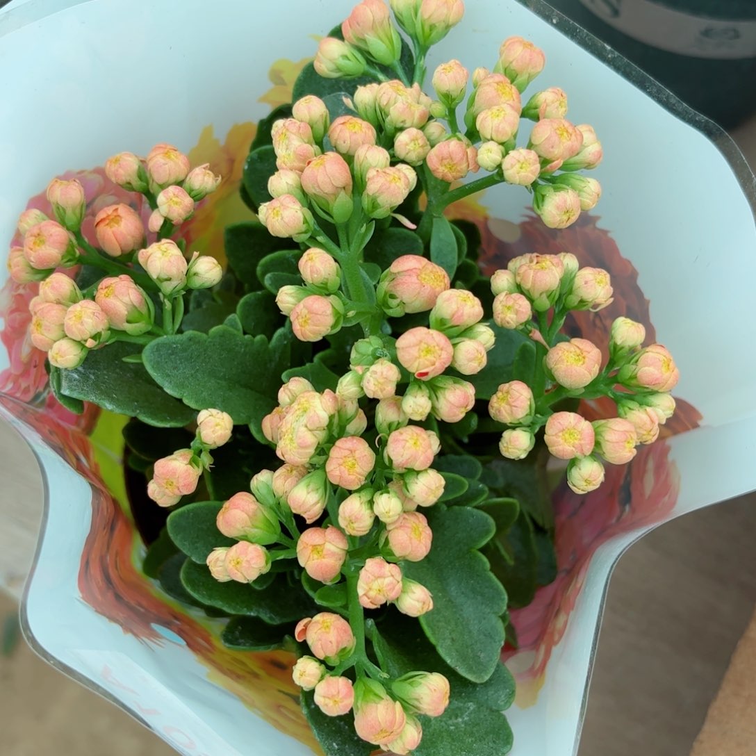 A105金狐狸一颗长寿花