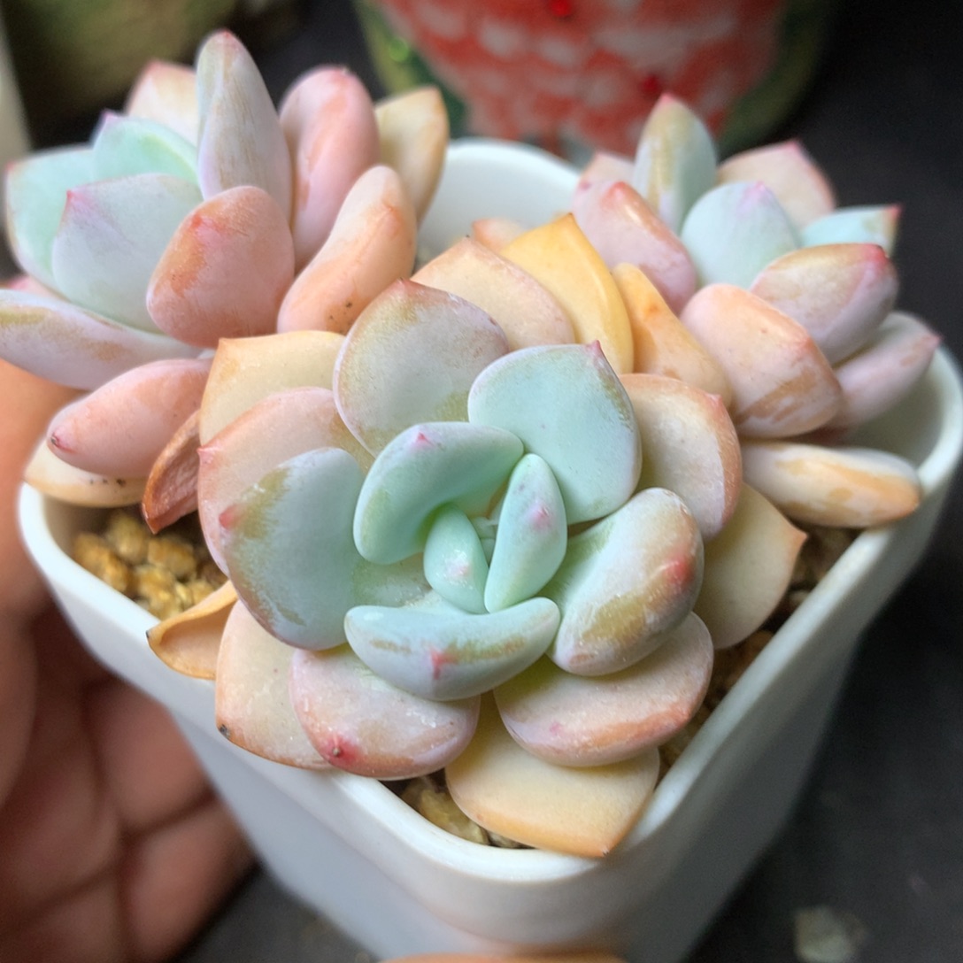 93 精品多肉一物一拍