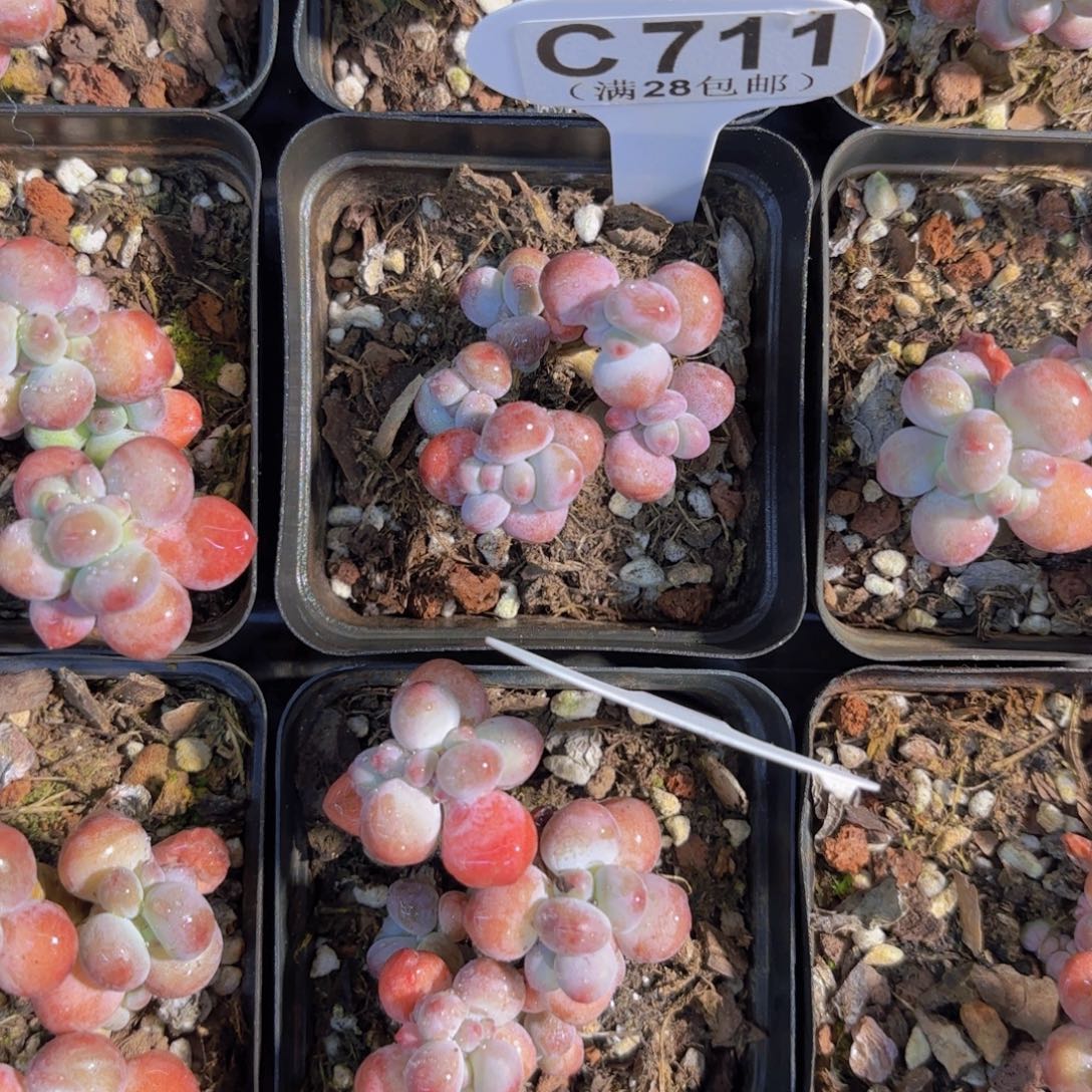 C711苹果奶一物语拍