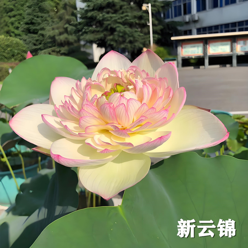 【新云锦】莲藕种根苗荷花苗盆栽水养莲花大型池塘观赏睡莲种藕