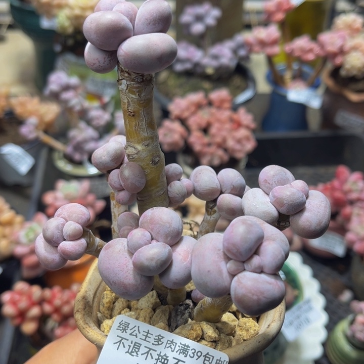 320 吧比奶酪 烟美人10 厘米