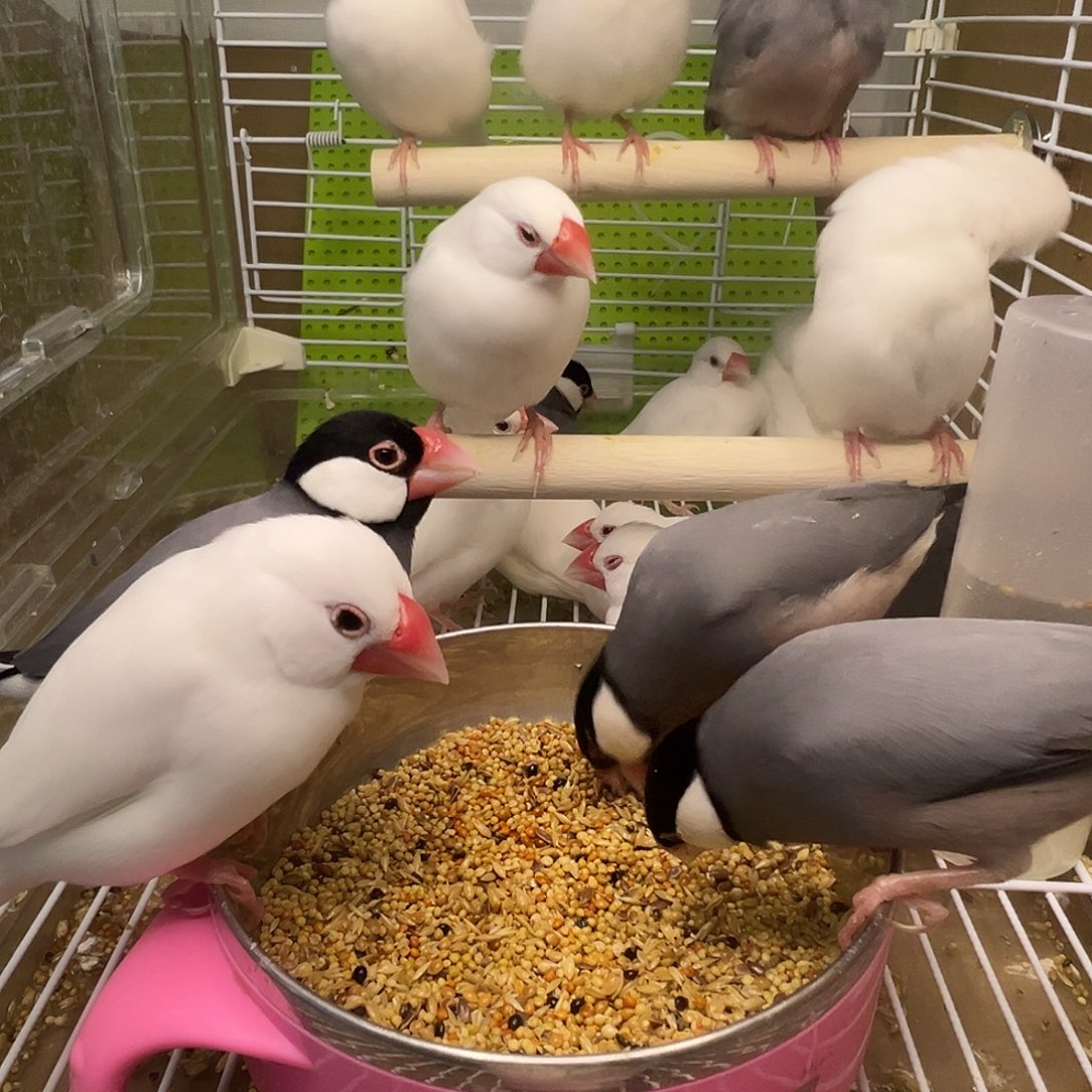 ****密文鸟精品成年文鸟三只包邮包活颜色备注