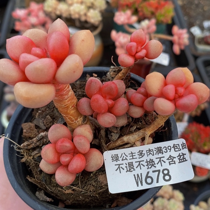 先锋派6cm678多肉植物