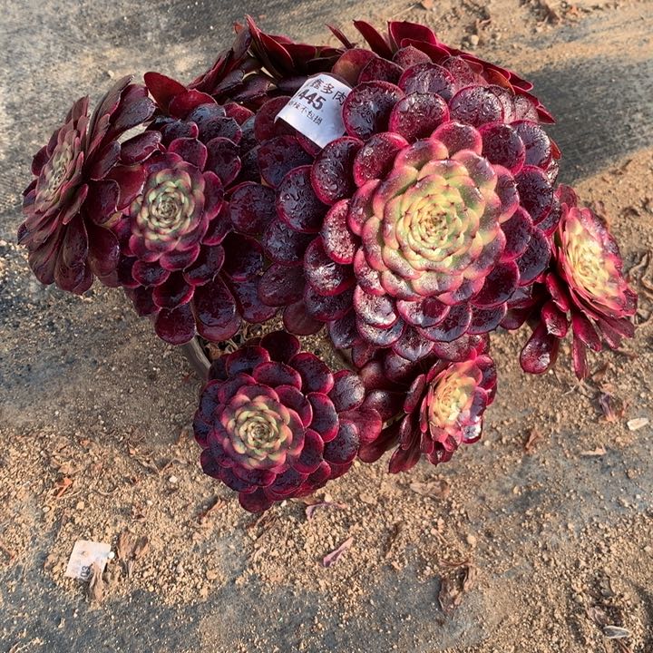 1445红金刚多肉植物