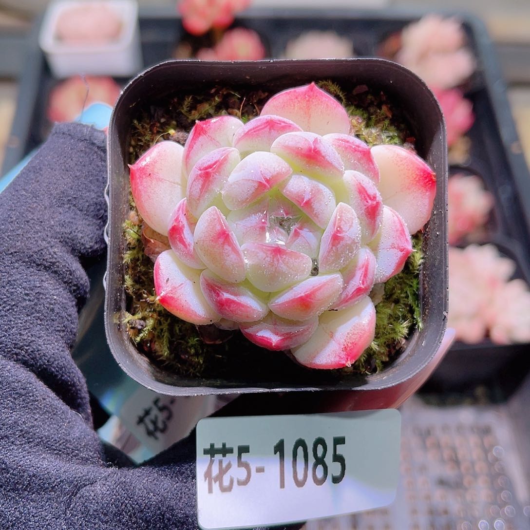 花利美5-1085白桃汽水